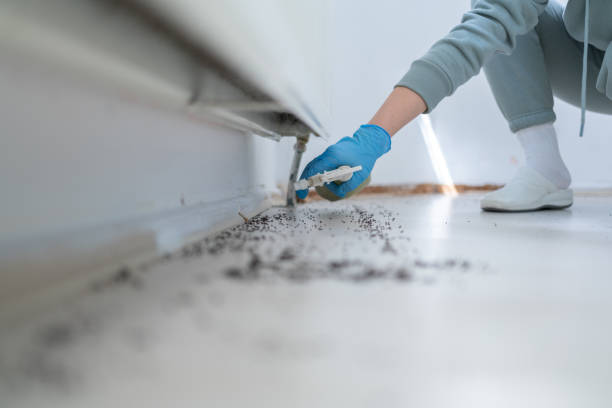 Best Affordable Pest Control Services  in Lake Mathews, CA